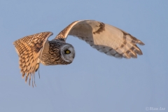 Short Eared Owl D58_3524