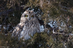 Short Eared Owl D58_6252