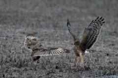 Short Eared Owl D58_6993