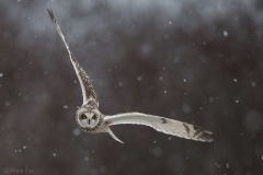 Short Eared Owl D5S_5490