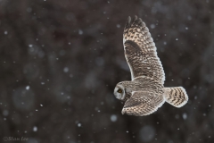 Short Eared Owl D5S_5498