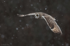 Short Eared Owl D5S_5504