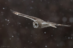 Short Eared Owl D5S_5511