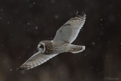 Short Eared Owl D5S_5521