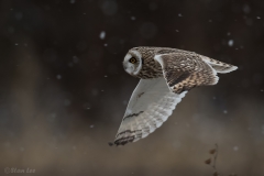 Short Eared Owl D5S_5522