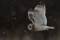 Short Eared Owl D5S_5524