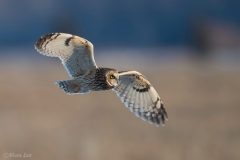 Short Eared Owl D5S_6254