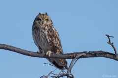 Short Eared Owl D5S_6798