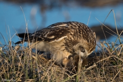 Short Eared Owl D5S_7854