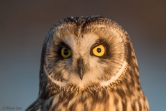 Short Eared Owl D5S_7976