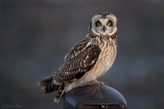 Short Eared Owl D5S_8038