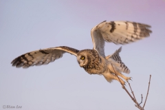 Short Eared Owl D5S_8460_PS