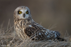 Short Eared Owl D5S_8589