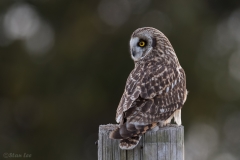 Short Eared Owl D5S_8633