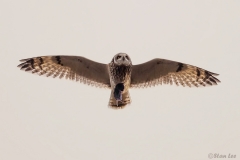 Short Eared Owl D5S_9347