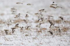 Snow Bunting_850_9511