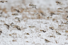 Snow Bunting_850_9513