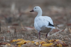 Snow Goose_850_5685