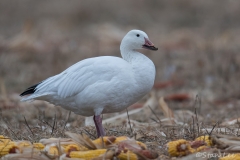 Snow Goose_850_5692