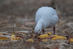 Snow Goose_850_5704