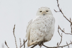 Snowy Owl_850_6071