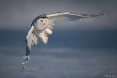 Snowy Owl_D5S_3579