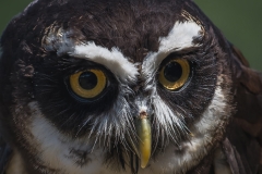 Spectacled Owl_850_5711