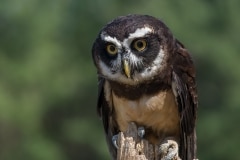 Spectacled Owl_850_5716