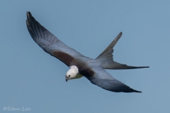 Swallow-tailed-Kite_850_8344