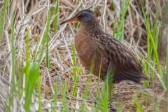 Virginia-Rail_850_6541