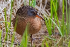 Virginia-Rail_850_6551