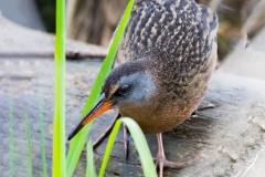 Virginia-Rail_850_6556_PS