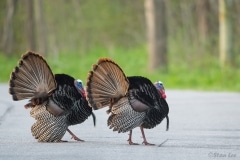 Wild Turkey_850_6437