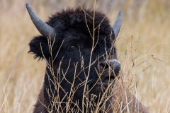 Wood Bison_D5S_1420