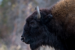 Wood Bison_D5S_1448