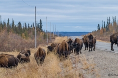 Wood Bison_D5S_1453