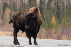 Wood Bison_D5S_1459