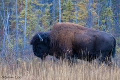 Wood Bison_D5S_1470