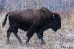 Wood Bison_D5S_1526