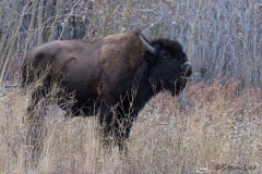 Wood Bison_D5S_1582