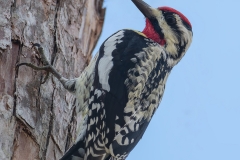 Yellow-bellied Sapsucker_850_3904