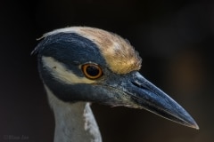 Yellow-crowned Night-Heron_850_3997